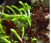 algea1.jpg