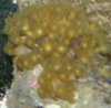 yellow polyp.jpg