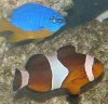 clown fish.jpg