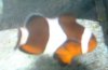 clown fish 007.jpg
