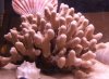 what-coral.jpg