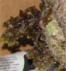 weed2.jpg