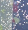 spots.jpg