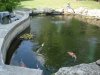POND 14.JPG