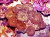 redshrooms.jpg