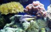 Hawk Corals.jpg