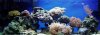 Whole Tank Shot.jpg