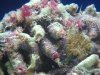 Aquarium 026 (Small).jpg