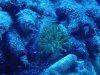 Aquarium 032 (Small).jpg