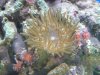 Aquarium 065 (Small).jpg