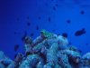 Aquarium 071 (Small).jpg