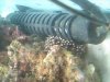 Anemone Scare.jpg