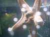 Horned Sea Star - Topside.jpg