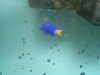 Blue Fish Closeup.jpg