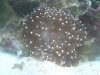 Anemone Closeup.jpg