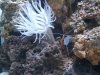 anemone white.JPG