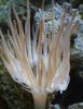 anemone brown.JPG