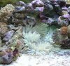 cleaner anenome.jpg