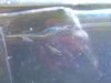 babyfish.jpg