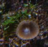 2nd Critter.JPG