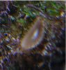 side view of 2nd critter.JPG