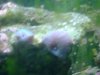 new frags 00303.jpg