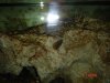 Possible snail3.jpg
