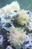 Coral2.jpg
