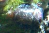 clamslugcomp.JPG