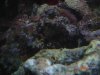 hardtoseepolyps.jpg