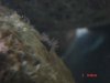 new anemone.jpg