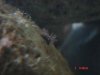 new anemone2.jpg
