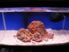 new coral.jpg