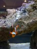 fish 003.jpg