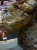 fish 005.jpg