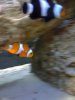 fish 006.jpg