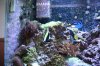Tank Pictures Feb 2010 001.jpg