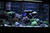 Tank Pictures Feb 2010 006.jpg