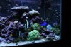Tank Pictures Feb 2010 008.jpg