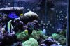Tank Pictures Feb 2010 011.jpg