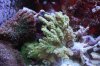 Tank Pictures Feb 2010 017.jpg