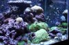 Tank Pictures Feb 2010 020.jpg