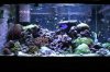 Tank Pictures Feb 2010 023.jpg