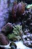 Tank Pictures Feb 2010 009.jpg