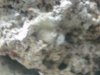sponge2.jpg