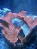 55gal_003.jpg