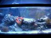 55gal_007.jpg