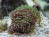 green_star_polyps.jpg