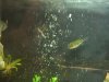 Spot & the Bubbles.jpg