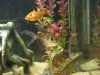 Tetra's & Barb.jpg